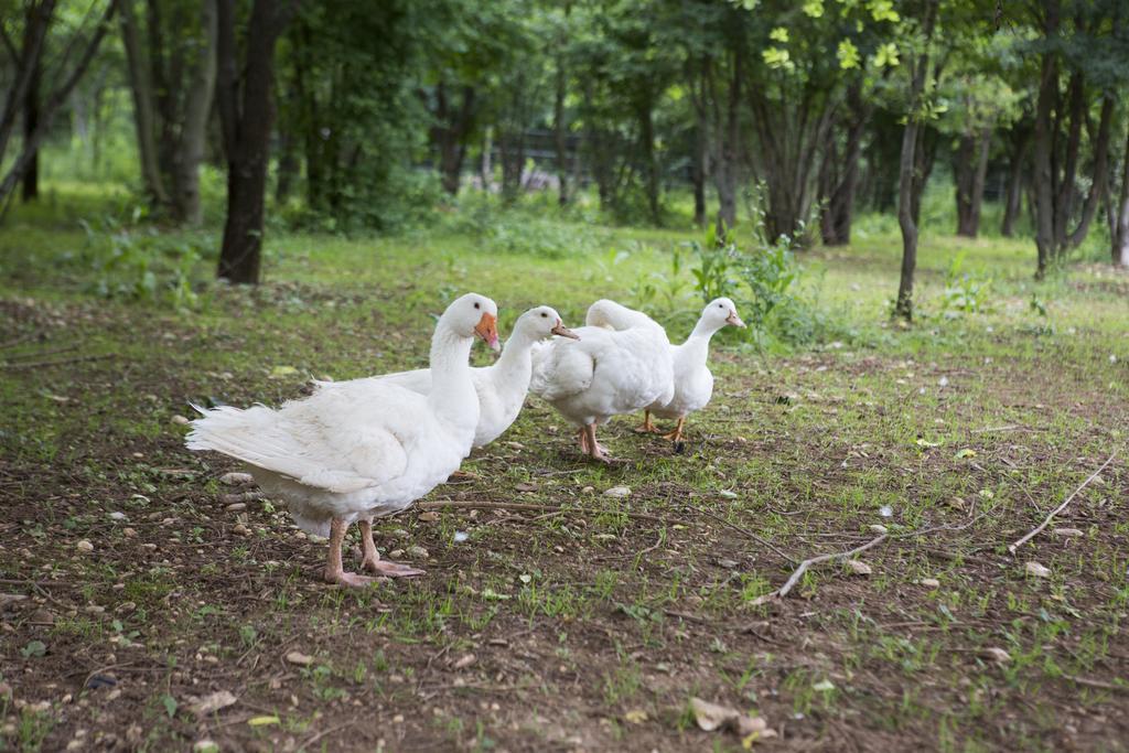Agriturismo Borg Da Ocjs Medea ภายนอก รูปภาพ